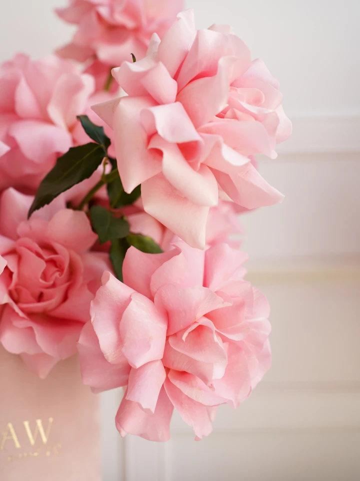 flowerbox Velvet Blush roses