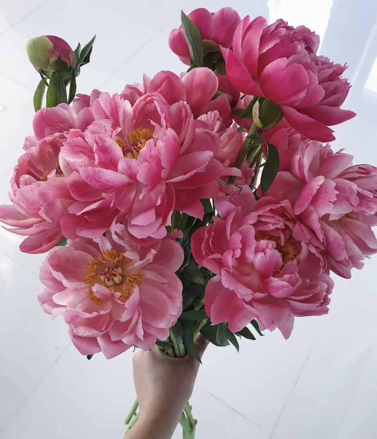 10 Coral peonies Warsaw Flowers