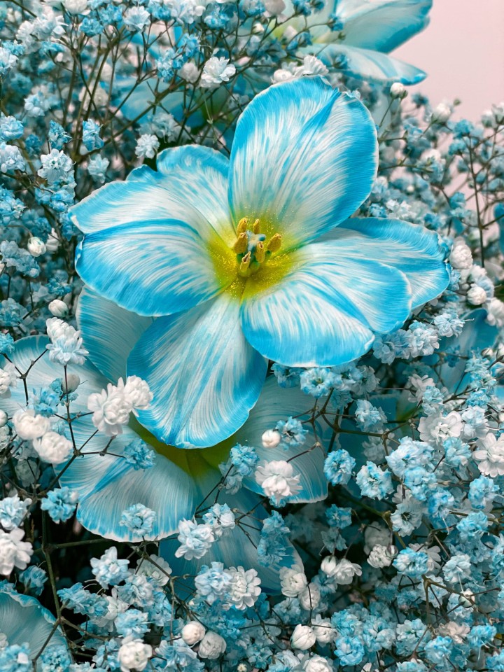 IT'S A BOY Warsaw Flowers
